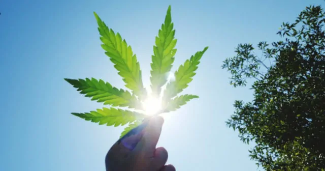 臭死了!大温收到326起投诉,居民抱怨已被这种气味熏晕 | 加国地产资讯 -第3张 臭死了!大温收到326起投诉,居民抱怨已被这种气味熏晕 | 加国地产资讯 -第3张