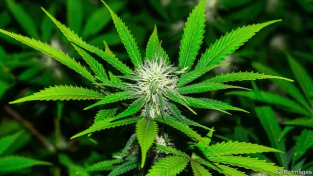 臭死了!大温收到326起投诉,居民抱怨已被这种气味熏晕 | 加国地产资讯 -第2张 臭死了!大温收到326起投诉,居民抱怨已被这种气味熏晕 | 加国地产资讯 -第2张